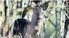  ?? Peter Hunter ?? Roe deer in winter