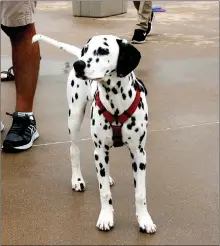  ??  ?? Far right: Dexter, a Dalmatian, was not too sure about the water. He came to the Soggy Doggy Pool Party with his human, Jason Garvin of Fayettevil­le.