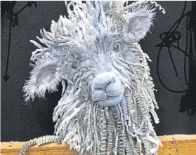  ??  ?? Scotland’s first national wool festival is to be staged next year.