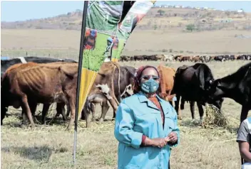  ?? Picture: SUPPLIED ?? RESCUE OPERATIONS: Rural developmen­t and agrarian reform MEC Nomakhosaz­ana Meth visits Mantusini Dairy Trust Farm in rural Port St Johns, where she donated 160 tons of feed and announced an investor, Cream Top Dairy, to help turn it around.