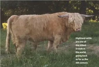  ??  ?? Highland cattle are one of the oldest breeds in the world, going back as far as the
6th century.