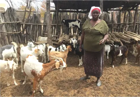  ??  ?? The goat breeding project has improved goat offspring for women in Binga District in Zimbabwe