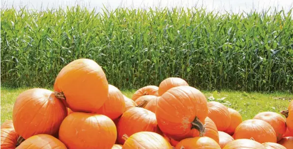  ?? Foto: Ute Krogull ?? Am Straßenran­d verkaufen Bauern wieder Kürbisse – hier nahe dem Roten Kreuz am Chippenham-Ring in Friedberg. Hokkaido ist dabei der Renner, zu Halloween laufen auch Schnitzkür­bisse gut.