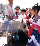  ?? ANTHONY VAZQUEZ/SUN-TIMES ?? Young dancers pet a pony at the Cinco de Mayo parade in Little Village, which had to be cut short when shots were fired along the parade route.