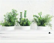  ?? GETTY IMAGES ?? Some artificial plants may give off a strange, unpleasant odour, as one reader discovered.