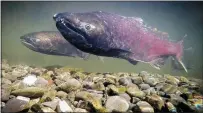  ?? KEN W. DAVIS — ARCHIVES ?? This pair of fall-run Chinook salmon spawned in 2015in the restored sections of Winters Putah Creek Park. The numbers of returning salmon, which had peaked in recent years, fell dramatical­ly in 2019.