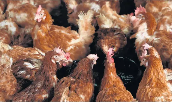  ?? Joe Giddens ?? > Poultry keepers are being urged to guard against bird flu as winter approaches