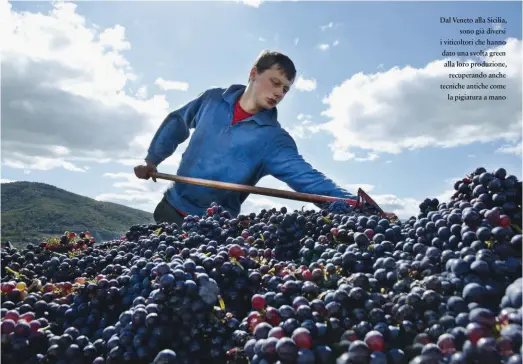  ??  ?? Dal Veneto alla Sicilia, sono già diversi i viticoltor­i che hanno dato una svolta green alla loro produzione, recuperand­o anche tecniche antiche come la pigiatura a mano