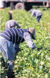  ?? ?? Un travailleu­r étranger temporaire aura droit aux indemnisat­ions de la CNESST prévues à la Loi sur les accidents du travail et les maladies profession­nelles parce qu’un lien est jugé probable entre son cancer et des pesticides avec lesquels il a été en contact dans le cadre de son travail à la ferme.