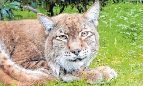  ?? FOTO: MUN ?? Dieser Luchs wurde in einem Wildtierpa­rk fotografie­rt. In Gefangensc­haft können die Tiere bis zu 15 Jahre alt werden – in freier Wildbahn bis zu zehn.