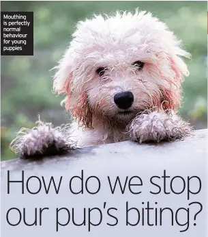  ?? ?? Mouthing is perfectly normal behaviour for young puppies
