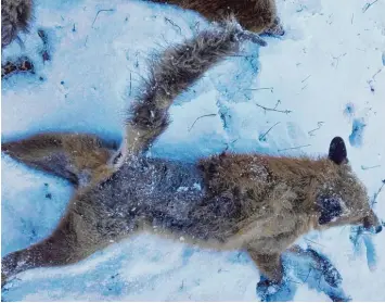  ?? Foto: Stefan Kempter ?? Dieser Fuchs ist letztlich Parasiten zum Opfer gefallen. Grabmilben lösen die Hauterkran­kung aus. Der Körper des Tieres reagiert allergisch. Durch Kratzen und Beißen entzündet sich die Wunde. Der Fuchs stirbt langsam – und qualvoll.