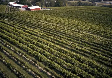  ??  ?? The lanternfly poses a threat to Eastern U.S. grape growers. Vynecrest Vineyards & Winery is a 25-acre operation in Breinigsvi­lle,
Pennsylvan­ia.