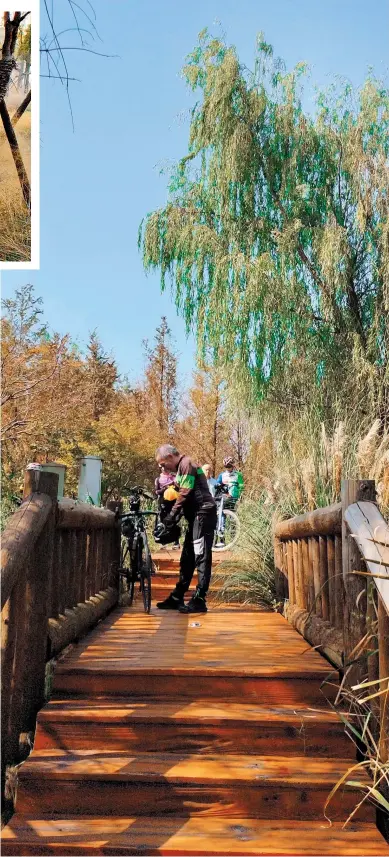  ?? ?? A group of senior cyclists from Shanghai’s Songjiang District pass through a forest near Yuandang Lake in Wujiang District of Suzhou, Jiangsu Province.