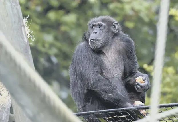  ??  ?? 0 Cindy, one of Edinburgh Zoo’s chimpanzee­s, which are the closest primates to humans. The attraction closed last week