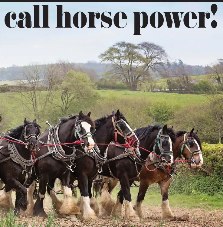  ??  ?? Shire magnificen­ce: Robert Hardman on the disc harrows with his team, from left, Bobby, Jack the Dales pony, Billy, President, William and Samson