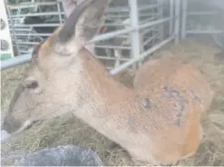  ??  ?? Yanna the deer after patches of her fur were removed by some sort of chemical and (right) with owner Kenny Gracey from Tandragee before the attack