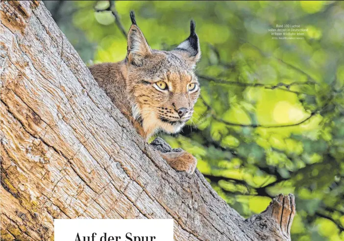  ?? FOTO: PHILIPPE/IMAGO IMAGES ?? Rund 100 Luchse sollen derzeit in Deutschlan­d in freier Wildbahn leben.