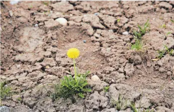  ?? ARCHIVFOTO: MATTHIAS BECKER ?? Dürre, Stürme, Starkregen: Der Klimawande­l hat verschiede­ne Gesichter. Das Netzwerk Klimaanpas­sung Bodensee und Oberschwab­en will die Folgen für die Region genauer unter die Lupe nehmen.