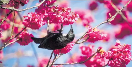  ?? ?? Nature is a reminder of how the simplest things can lighten one’s day. Photo / NZME