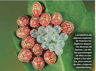  ??  ?? Las hembras de algunas especies de insectos hemípteros depositan decenas de huevos. Las ninfas que emergen de ellos se asemejan a los adultos, pero carecen de alas y órganos reproducto­res.