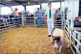  ??  ?? Ethan Lay, with Colusa 4-H, shows his swine, Dingbat, at market on Saturday at the Colusa County Fairground­s in Colusa.