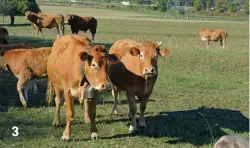  ??  ?? 3: Busarello says the Limousin is an easy breed to manage, has a good temperamen­t, and requires very little input. 3