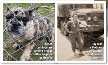  ?? ?? French bulldogs are among breeds often targeted
by thieves
Ray was a Vietnam
veteran and cancer
survivor