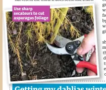  ??  ?? Use sharp secateurs to cut asparagus foliage