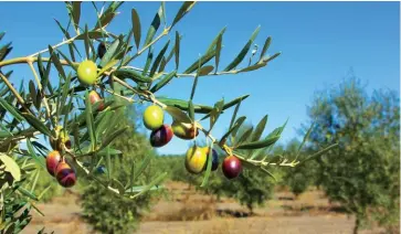  ??  ?? This page: Olives are typically grown in hot, dry conditions, and their oil makes a perfect salad dressing