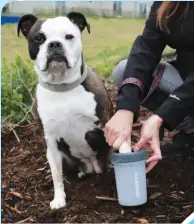  ?? ?? Rain, snow, or slush, the winter season means muddy paws! The Dexas MudBuster is an easy way to clean your
pup’s feet. Simply add water into the tumbler and insert your dog’s paw; soft, gentle, and thick silicone bristles effortless­ly remove all traces of mud and dirt. A must-have for the car and entry way!
(from $15, dexas.com)