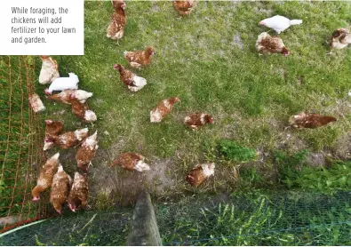  ??  ?? While foraging, the chickens will add fertilizer to your lawn and garden.