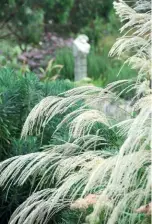  ??  ?? CLOCKWISE FROM OPPOSITE Pencil pines provide a sharp vertical accent to mounds of Sarabande feather grass ( foreground) and giant miscanthus; evergreen miscanthus; soft Miscanthus sinensis ‘Garcillimu­s’ is a perfect foil for the sculptural Agave americana; Japanese forest grass; Japanese blood grass.