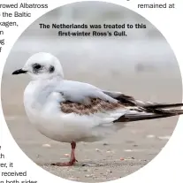  ??  ?? The Netherland­s was treated to this first-winter Ross’s Gull.