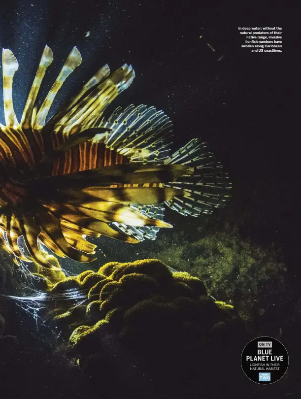  ??  ?? In deep water: without the natural predators of their native range, invasive lionfish numbers have swollen along Caribbean and US coastlines.