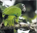  ?? Carlos Giusti ?? The Associated Press Federal agencies run a parrot recovery program in El Yunque, Puerto Rico.