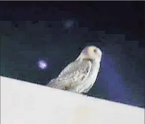  ?? Conn. State Environmen­tal Conservati­on Police / Contribute­d photo ?? A snowy owl seen on the roof of a factory in Connecticu­t recently.