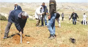  ??  ?? PEACE ACTIVISTS plant trees in protest against Jewish settlement­s near Yatta, in the West Bank, earlier this month. (Wisam Hashlamoun/Flash90)
