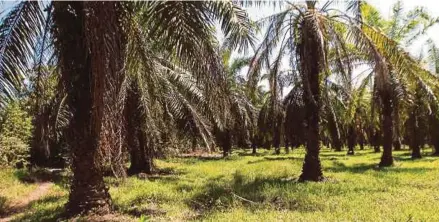  ?? FILE PIC ?? Growing oil palm would absorb more carbon dioxide and fix more carbon from the atmosphere than growing other crops, for example soybeans and rapeseed.