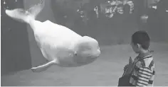  ?? AFP/ GETTY IMAGES ?? A visitor admires a beluga whale at the Beijing aquarium. A new marine park in Zhuhai is the nation’s biggest aquarium.