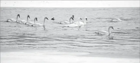  ?? DAVID BEBEE, RECORD STAFF ?? Swans swim in open water on the Grand River in the Preston area of Cambridge on Wednesday. Temperatur­es could fall to -30 C Thursday night.