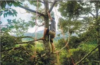  ??  ?? TAN, the son of Durian King Tan Eow Chong, climbs a tree to tie a Musang King durian and keep the fruit from dropping prematurel­y. The family began exporting durians to China six years ago.