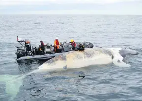  ?? DEPARTMENT OF FISHERIES AND OCEANS / THE CANADIAN PRESS ?? Marine researcher­s investigat­e the death of a right whale in the Gulf of St. Lawrence. A bill calling for a study into a series of whale deaths is expected to be debated Monday.