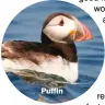  ??  ?? Puffin