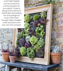  ??  ?? A PICTURE FRAME CAN BE TURNED INTO A VERTICAL PLANTER FOR SUCCULENTS. CREATE A PLYWOOD BOX BEHIND IT AND FILL WITH CACTI POTTING MIX AND SPHAGNUM MOSS. PLANT THEM THROUGH A LAYER OF PLASTIC MESH SECURED TO THE BOX OVER THE COMPOST