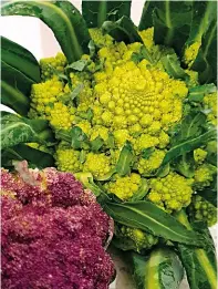  ??  ?? Freshly harvested Romanesco broccoli and ‘Purple Sicily’ cauliflowe­r.