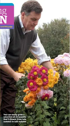  ??  ?? You can easily grow a selection of chrysanths that’ll flower from late summer to late autumn