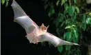  ?? Photograph: Alamy ?? A greater mouse-eared bat in flight.