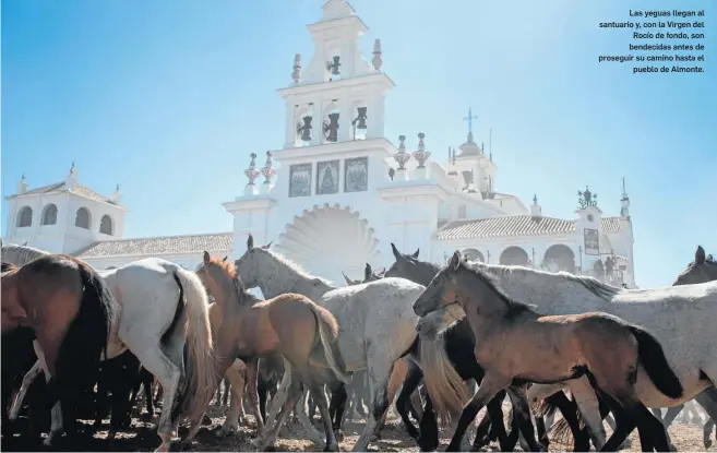  ?? REPORTAJE GRÁFICO: RAFA DEL BARRIO ?? Las yeguas llegan al santuario y, con la Virgen del Rocío de fondo, son bendecidas antes de proseguir su camino hasta el pueblo de Almonte.