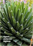  ??  ?? Agave victoriaer­eginae